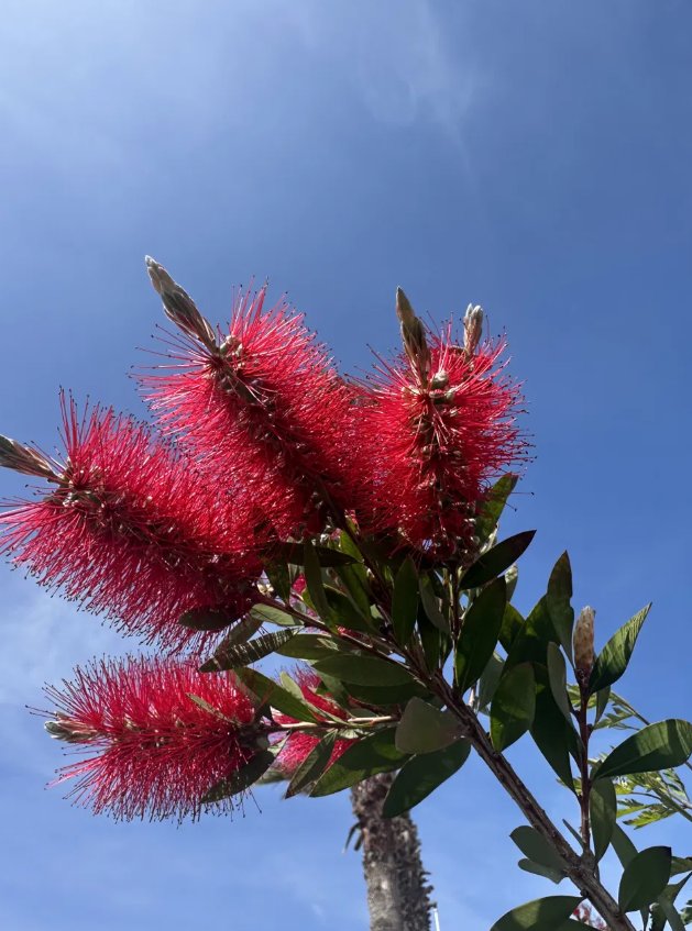 Callistemon